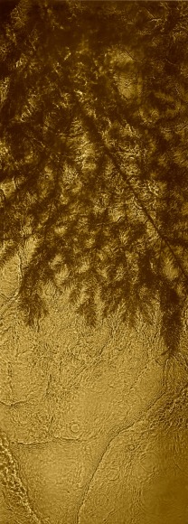 The Steens Fir, 2020, 67 x 24 inch fujicolor crystal archive print
