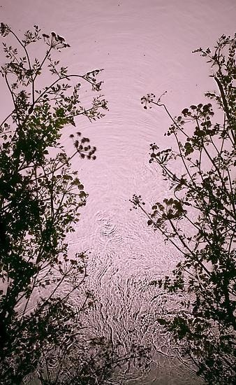 Hemlock, 2013 , 	30" x 19" 