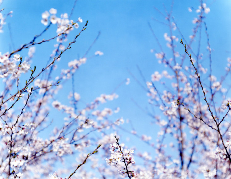 From the series Sakura , N-B5, 2003 