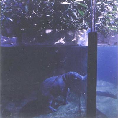 Lucinda Devlin Miniature Hippopotamus, Zoo Berlin