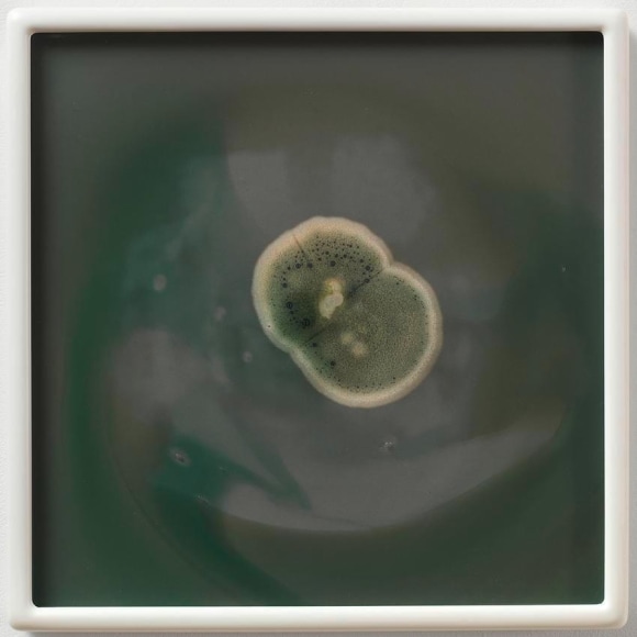 Dove Allouche Aspergillus versicolor CNCA3 MA #51