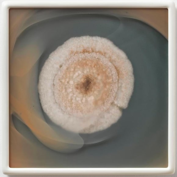 Dove Allouche Aspergillus wentii 5000 MA #13