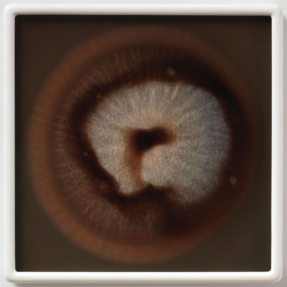 Dove Allouche Penicillium frequentans myc 32 MA #46