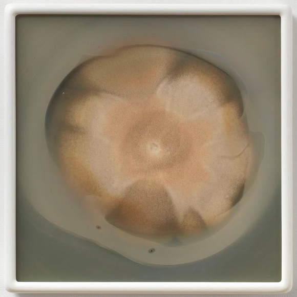 Dove Allouche Penicillium chrysogenum CZ #38