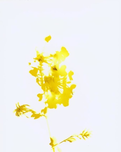 James Welling , Flower # 18