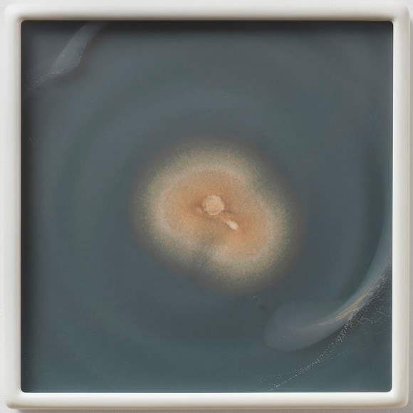 Dove Allouche Aspergillus flavus myc 4 (CRCC) CZ #54