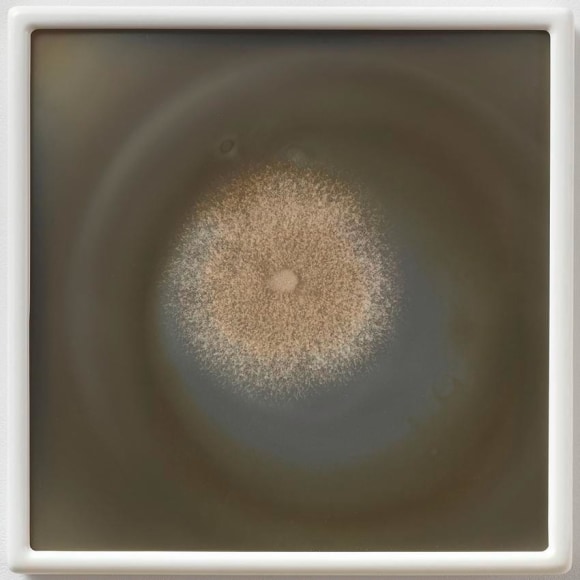 Dove Allouche Paecilomyces variotii myc 28 MA #45