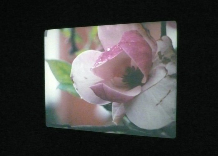 Our Magnolia 2009