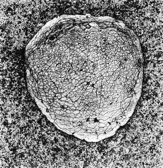Irving Penn Underfoot XXVII, New York, August - September 2000