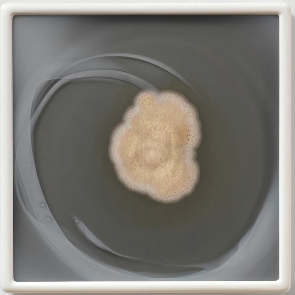 Dove Allouche Aspergillus terreus myc 9 (CRCC), seq MA #53