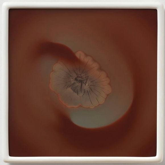 Dove Allouche Cladosporium cladosporioides MA #36