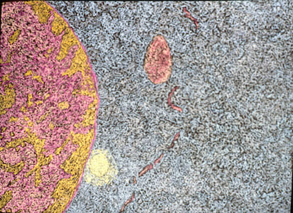 Jody Rasch, Energy 3 - Mitochondria Mouse