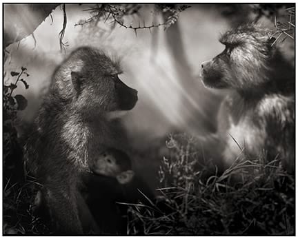 Nick Brandt, Baboons in Profile, Amboseli, 2007