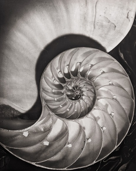 Horst P. Horst, Nautilus Pompileus, 1945