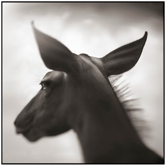 Nick Brandt, Kudu Against Sky, Laikipia, 2003