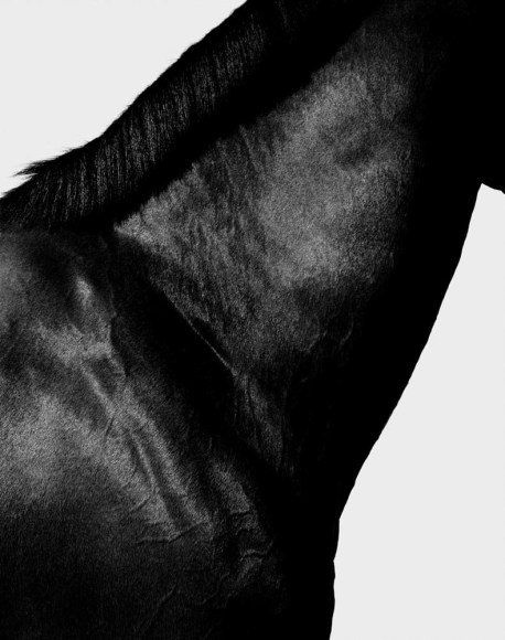 Steven Klein, Horse Neck III, 1995