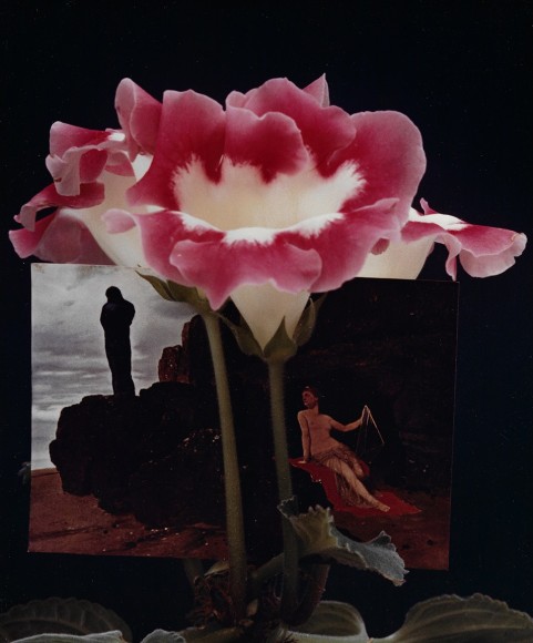 Horst, Gloxinia