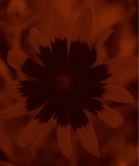 Isabella Ginanneschi, Mystic Flower, 2010