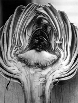 Horst P. Horst, Cynara Scolymus (Artichoke), 1945