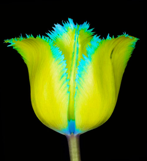 Howard Schatz, Tulip 40
