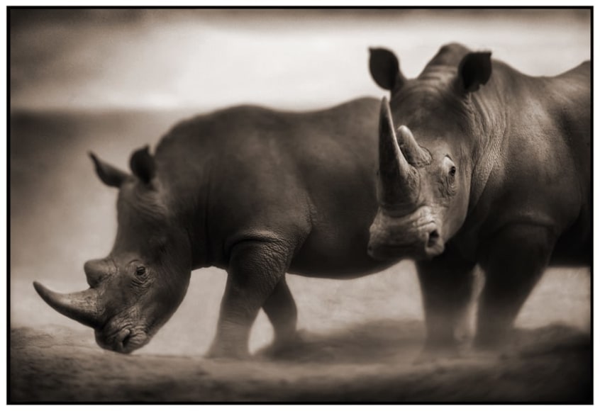 Nick Brandt, Two Rhinos, Lewa Downs, 2003
