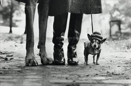 Elliot Erwitt, Felix, Gladys, and Rover, New York, 1974