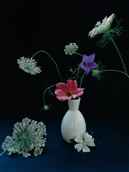 Horst, Platycum, Betty Pryor Rose & Queen Anne's Lace