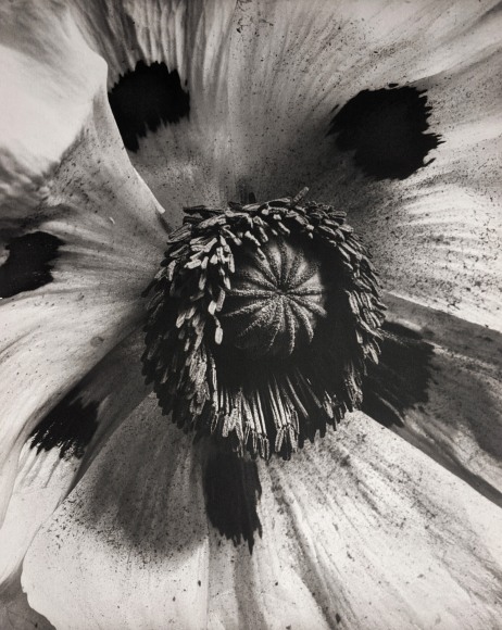 Horst P. Horst, Papaver Orientale (Oriental Poppy), 1945