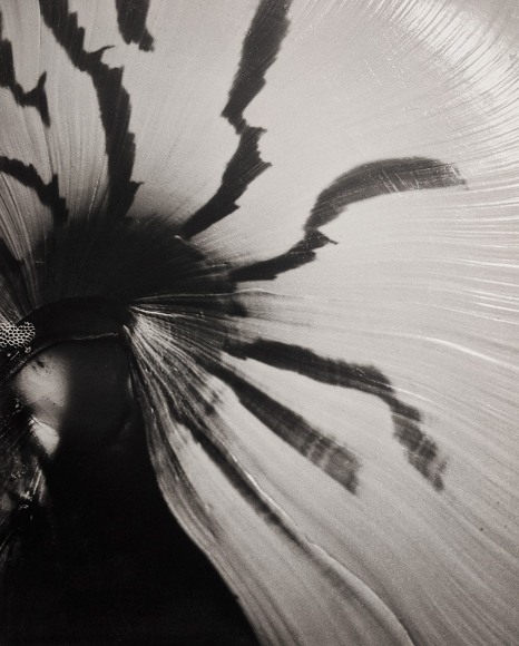 Horst, Nautilus Pompileus, 1945