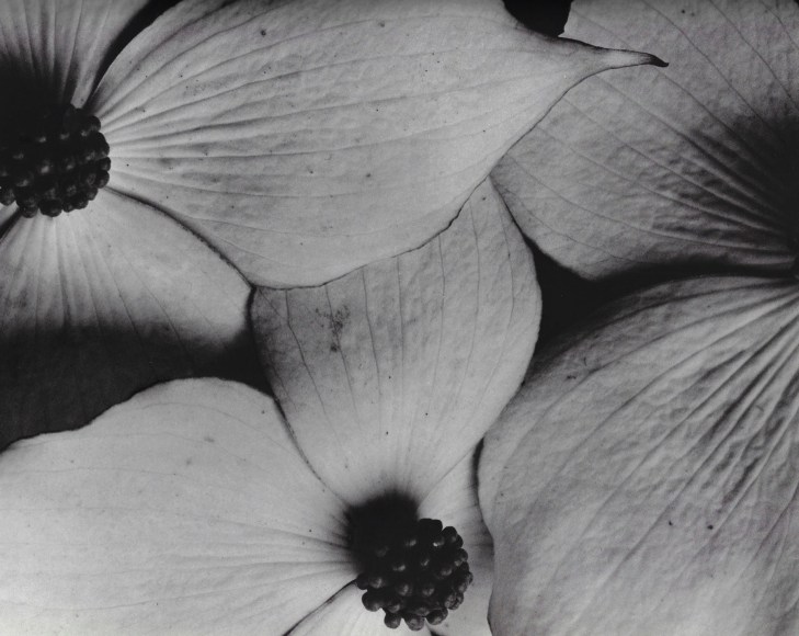 Horst P. Horst, Cornus Kousa, 1945