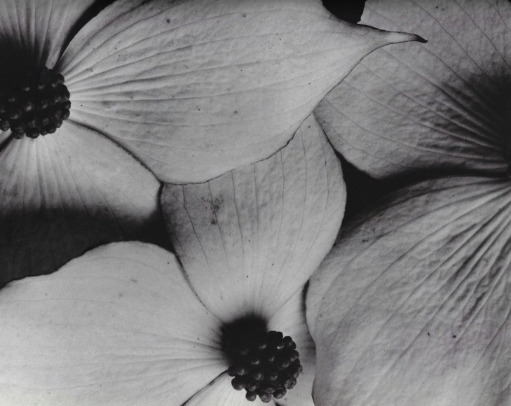 Horst P. Horst, Cornus Kousa, 1945
