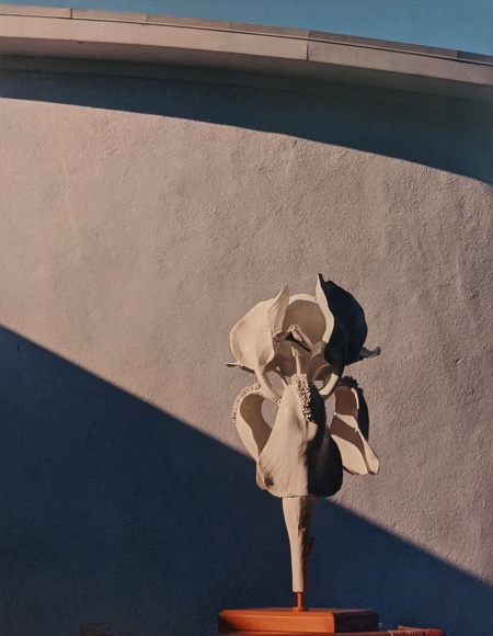 Horst, Ceramic Iris
