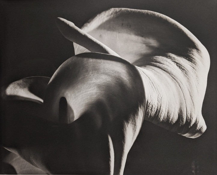 Horst, Calla Aethiopica, 1945