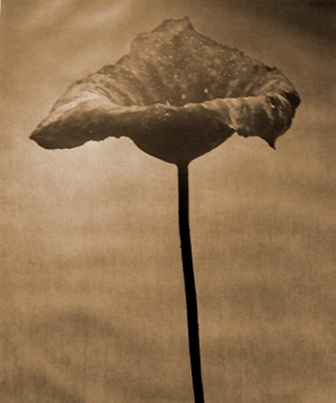 John Stewart, Bunched Lotus Buds