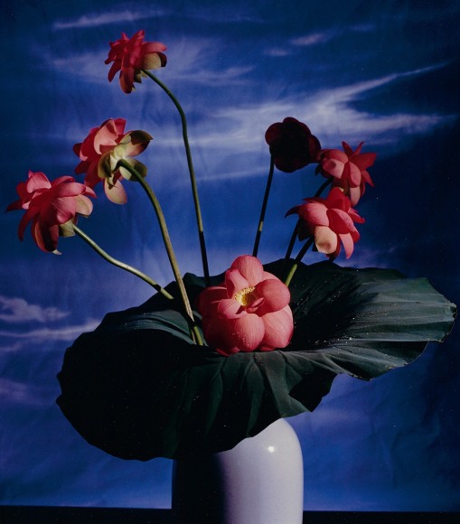 Horst, Lotus