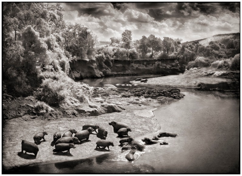 Nick Brandt, Hippos on the Mara River, Maasai Mara, 2002