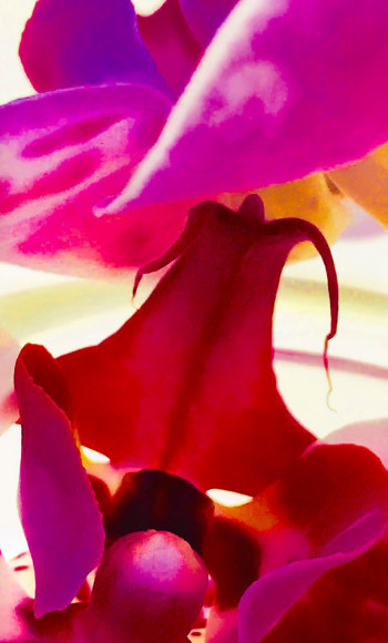 Joel Grey, Orchid (Red), circa 2018