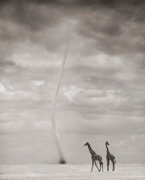 Nick Brandt, Giraffes and Dust Devil, Amboseli, 2007