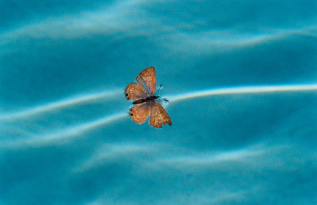 Mary McCartney, Butterfly in Pool, 2003