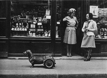 Robert Doisneau, Le Chien à Roulettes, 1977