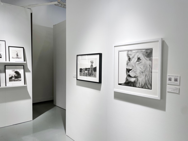 AIPAD 2022, Installation View
