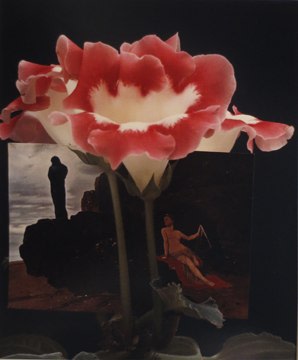 Horst P. Horst, Gloxinia