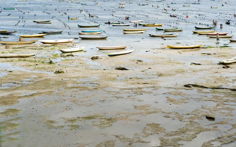 Isabella Ginanneschi, Seaweed Farm, 2009