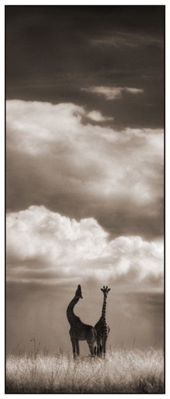 Nick Brandt, Giraffe with Craning Neck, Serengeti, 2002
