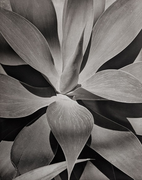 Horst, Agave Attenuata, 1945