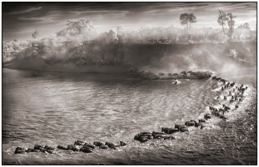 Nick Brandt, Wildebeest Arc, Masai Mara, 2006