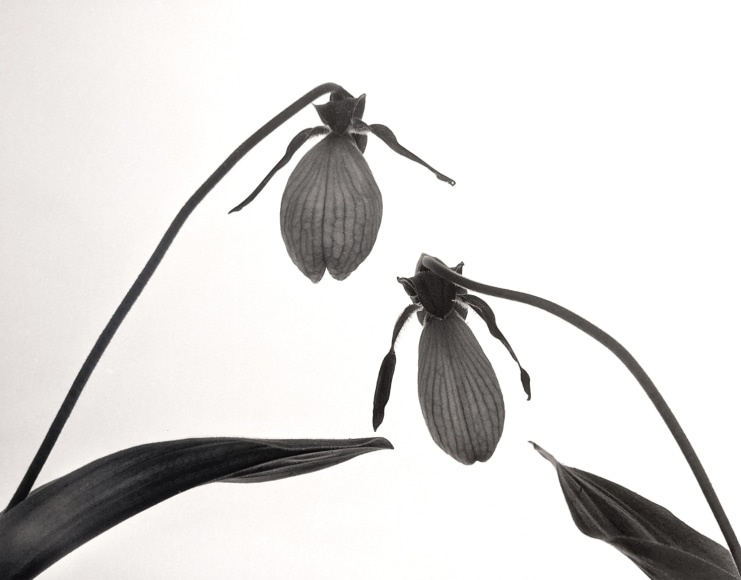 Horst, Lady Slippers, New York, 1990