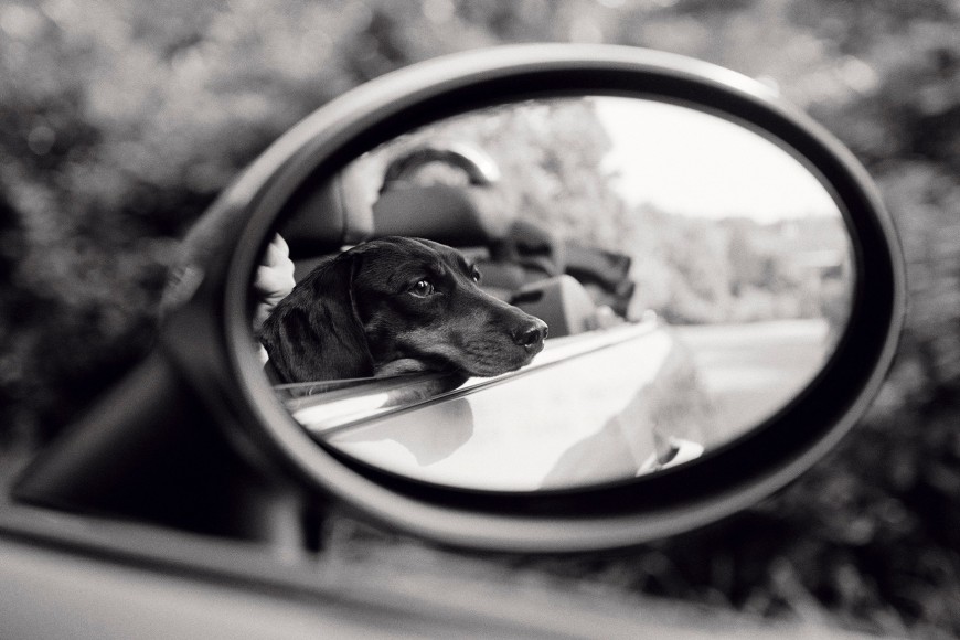 Priscilla Rattazzi, Lola, Rear View Mirror, East Hampton, 2007