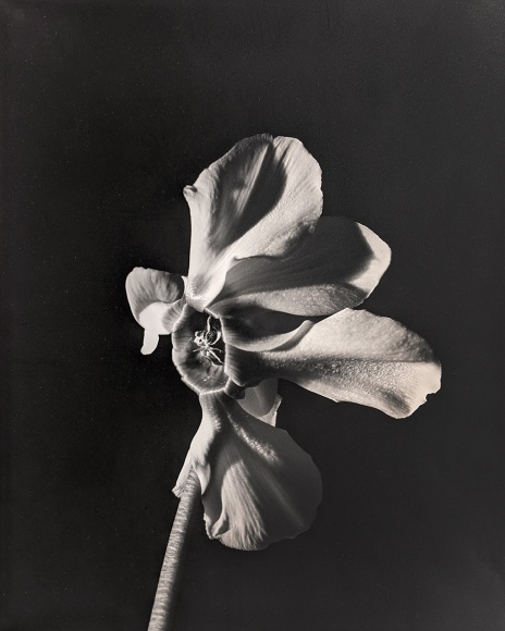 Horst, White Cyclamen, New York, 1987