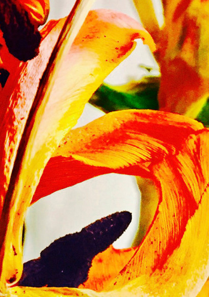 Joel Grey, Black Stamens, circa 2018